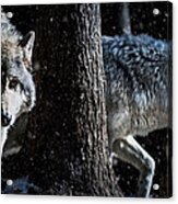 Timber Wolves In The Snow Acrylic Print