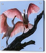 Time To Fly Acrylic Print