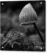 Tiny Mushroom Bw Acrylic Print