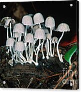 Tiny Mushrooms Acrylic Print