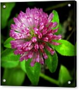 To Remember Clover Acrylic Print