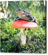 Toad On Red Toadstool Acrylic Print