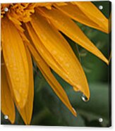 Tohokujhae Sunflower With Rain Drops Acrylic Print