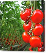 Tomato Greenhouse Acrylic Print