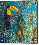 Toucan Tango For Mango Acrylic Print