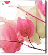 Touch Of Pink Bougainvillea Acrylic Print