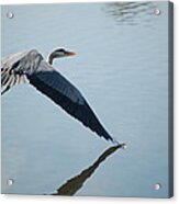 Touch The Water With A Wing Acrylic Print