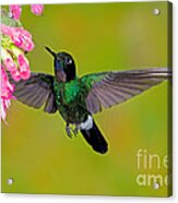 Tourmaline Sunangel Hummingbird Acrylic Print