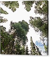 Towering Pine Trees Acrylic Print