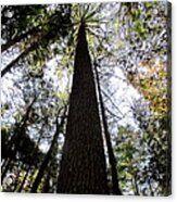 Towering Timber Acrylic Print