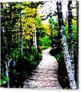 Trail To Autumn Acrylic Print