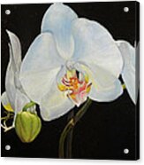 Translucent Orchids Acrylic Print