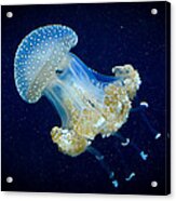 Transparent Blue Jellyfish Acrylic Print