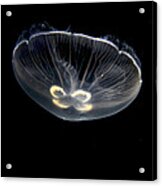 Transparent Jellyfish Acrylic Print