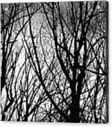 Tree Branches Into The Night Acrylic Print