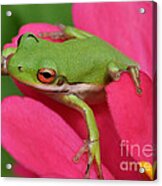 Tree Frog On A Pink Flower Acrylic Print