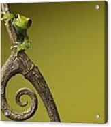 Tree Frog On Twig In Background Copyspace Acrylic Print