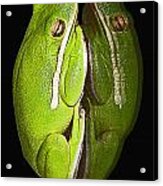 Tree Frog Reflection Acrylic Print