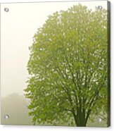 Tree In Fog Acrylic Print
