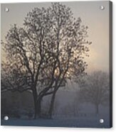 Tree In The Foggy Winter Landscape Acrylic Print