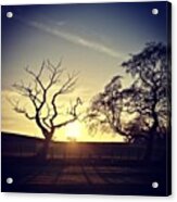 #tree #treeporn #trees #sky #sunset Acrylic Print