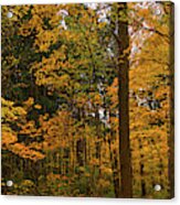 Trees In A Forest, Morton Arboretum Acrylic Print