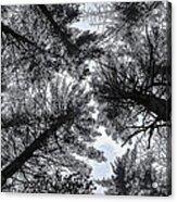 Trees In Winter Acrylic Print