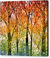 Trees Of The Rainbow Acrylic Print