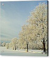 Trees With Hoar Frost In Winter Acrylic Print