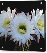 Tres Flores Acrylic Print