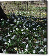 Trillium Forest Acrylic Print