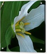 Trillium's Sound Acrylic Print