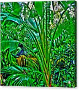 Tropical Garden Acrylic Print