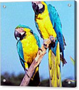 Tropical Parrots In San Francisco Acrylic Print