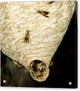 Tropical Wasp Nest Acrylic Print