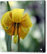 Trout Lily Acrylic Print