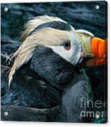 Tufted Puffin Profile Acrylic Print