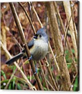 Tufted Titmouse On Branch Acrylic Print