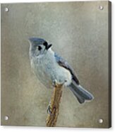 Tufted Titmouse Watching Acrylic Print