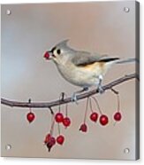 Tufted Titmouse With Red Berry Acrylic Print