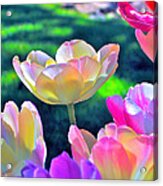 Tulip 21 Acrylic Print