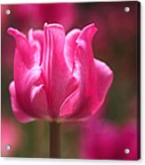 Tulip At Attention Acrylic Print