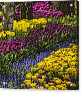 Tulip Beds Acrylic Print