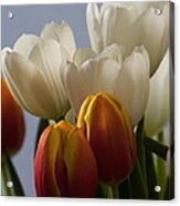Tulip Bouquet Acrylic Print