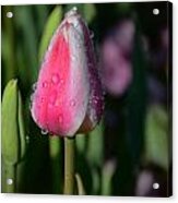 Tulip Bud With Water Acrylic Print