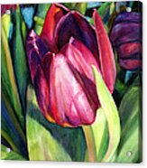 Tulip Delight Acrylic Print