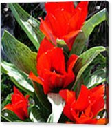 Tulip Flame Acrylic Print