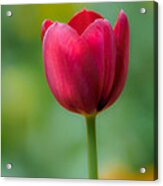 Tulip In Contrast Acrylic Print