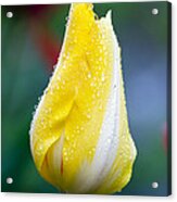 Tulip In Rain Acrylic Print