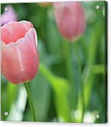 Tulip Acrylic Print